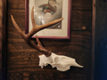 HALF Whitetail Buck Euro Mount