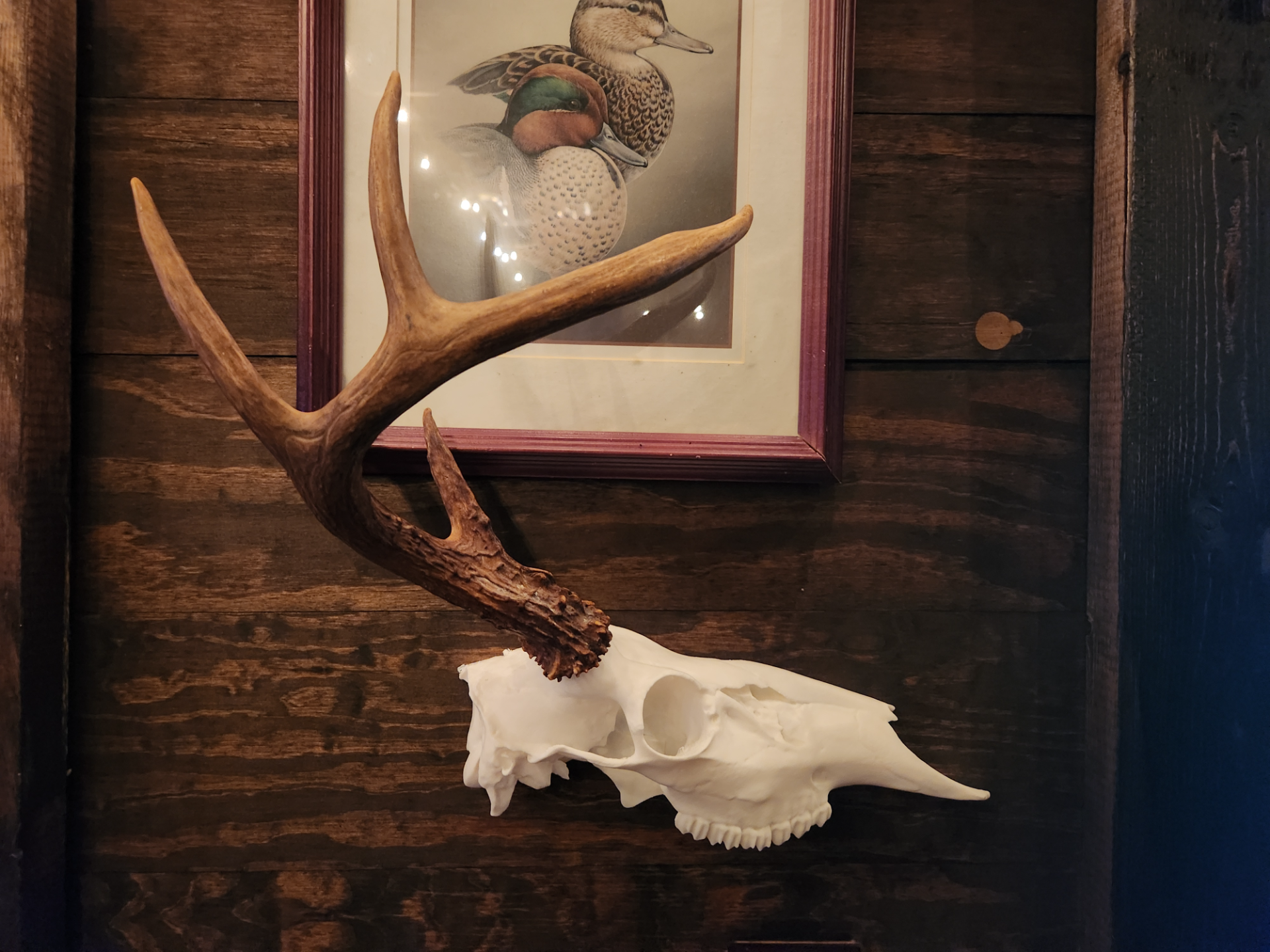 HALF Whitetail Buck Euro Mount
