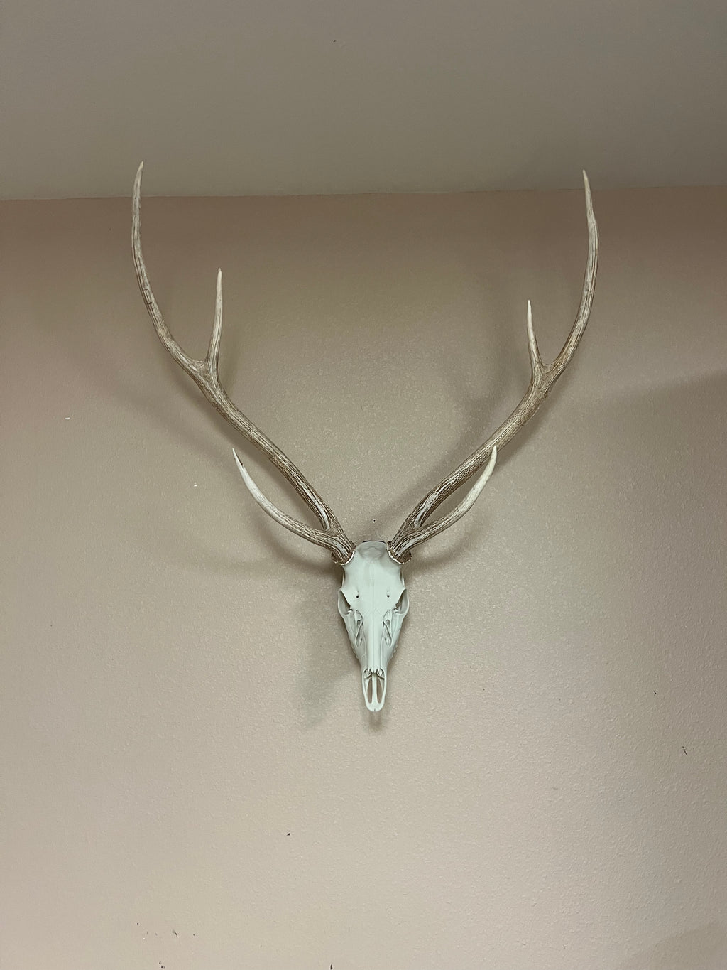 Axis Euro Mount