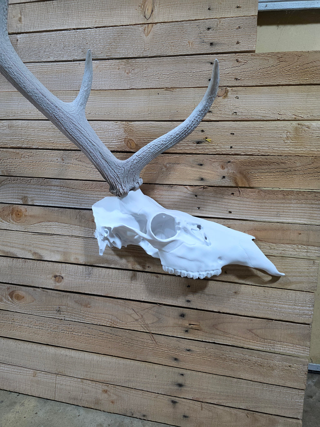 HALF ELK Euro Mount