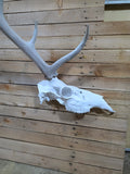 HALF ELK Euro Mount