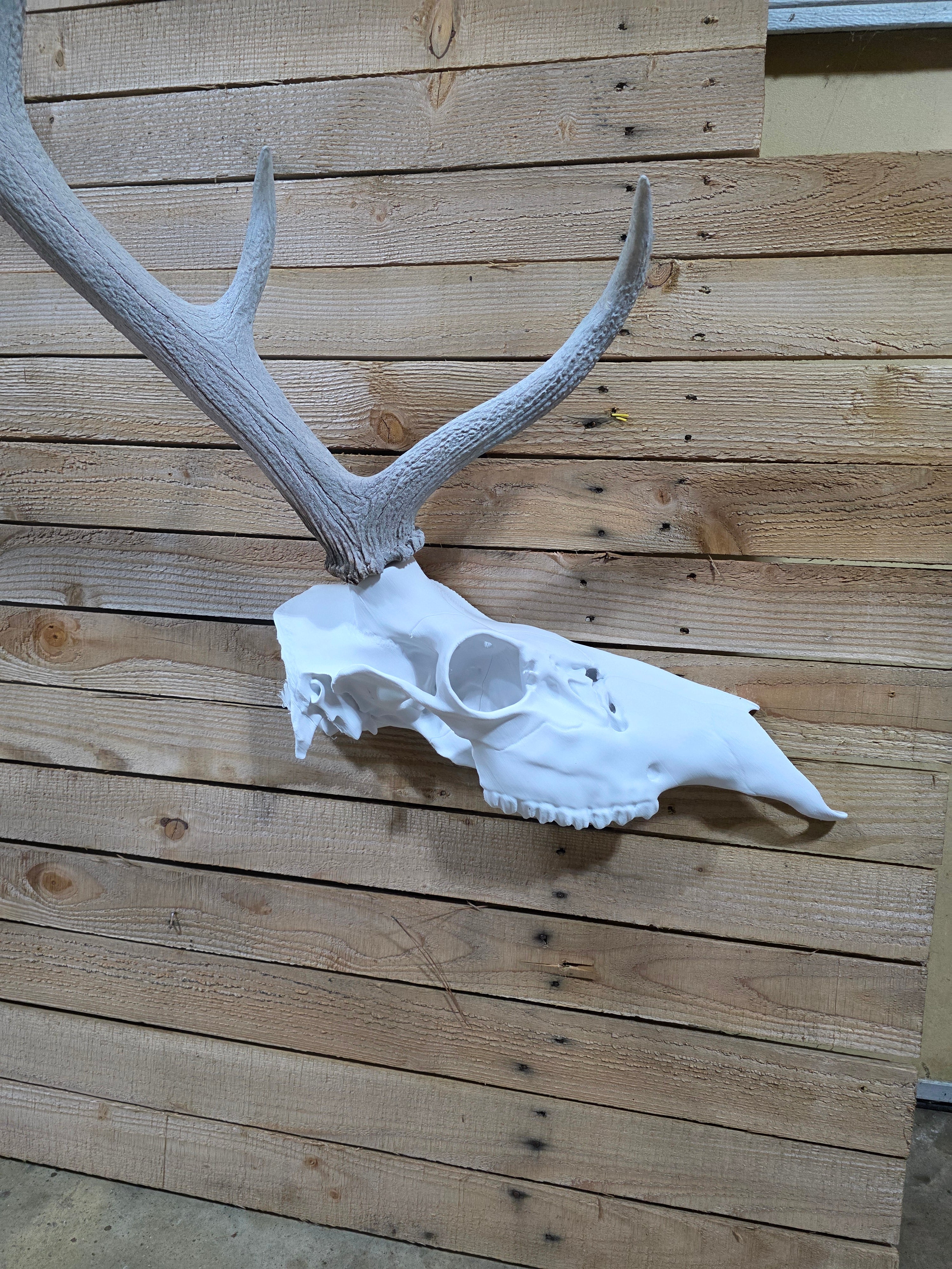 HALF ELK Euro Mount