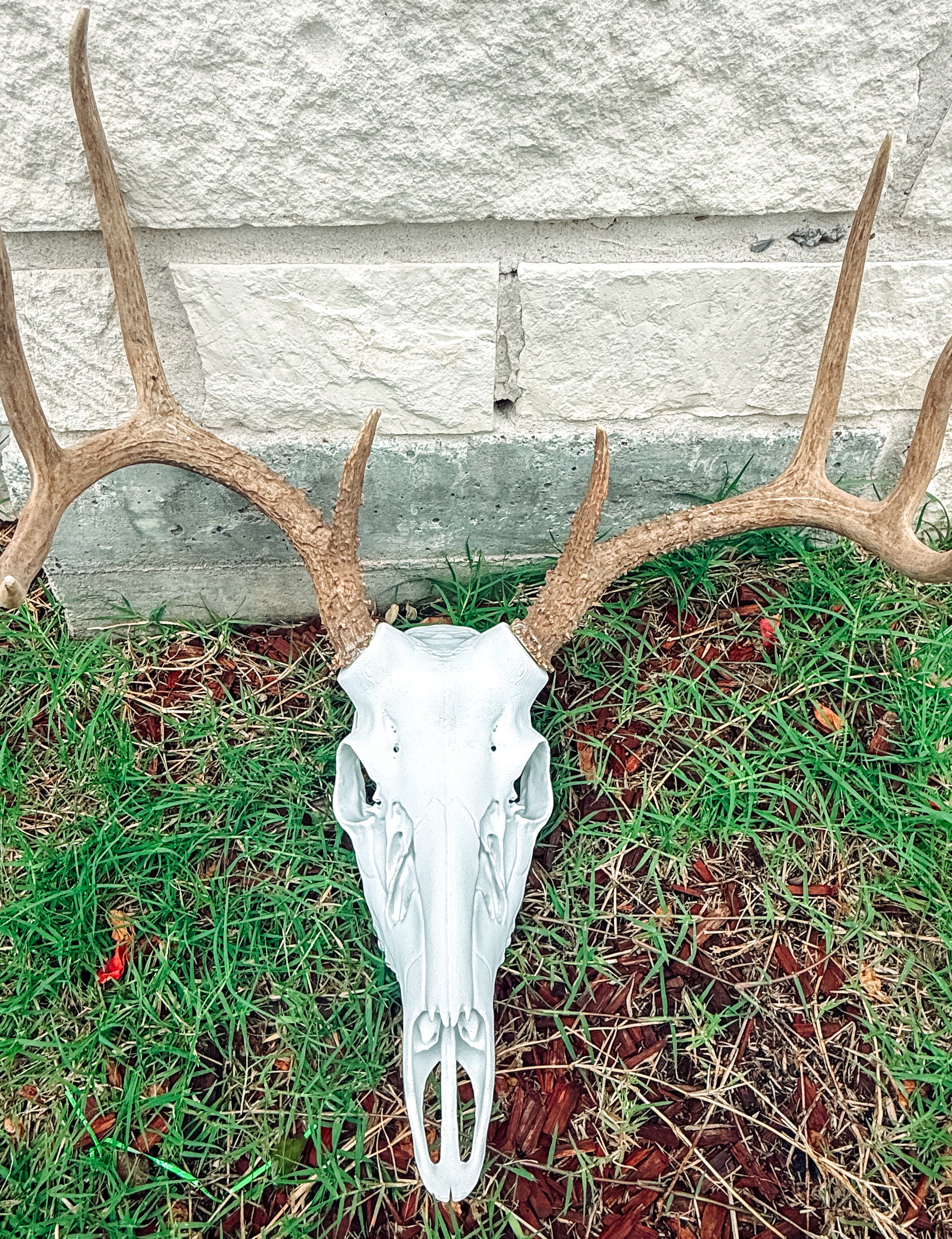 Whitetail Buck Euro Mount