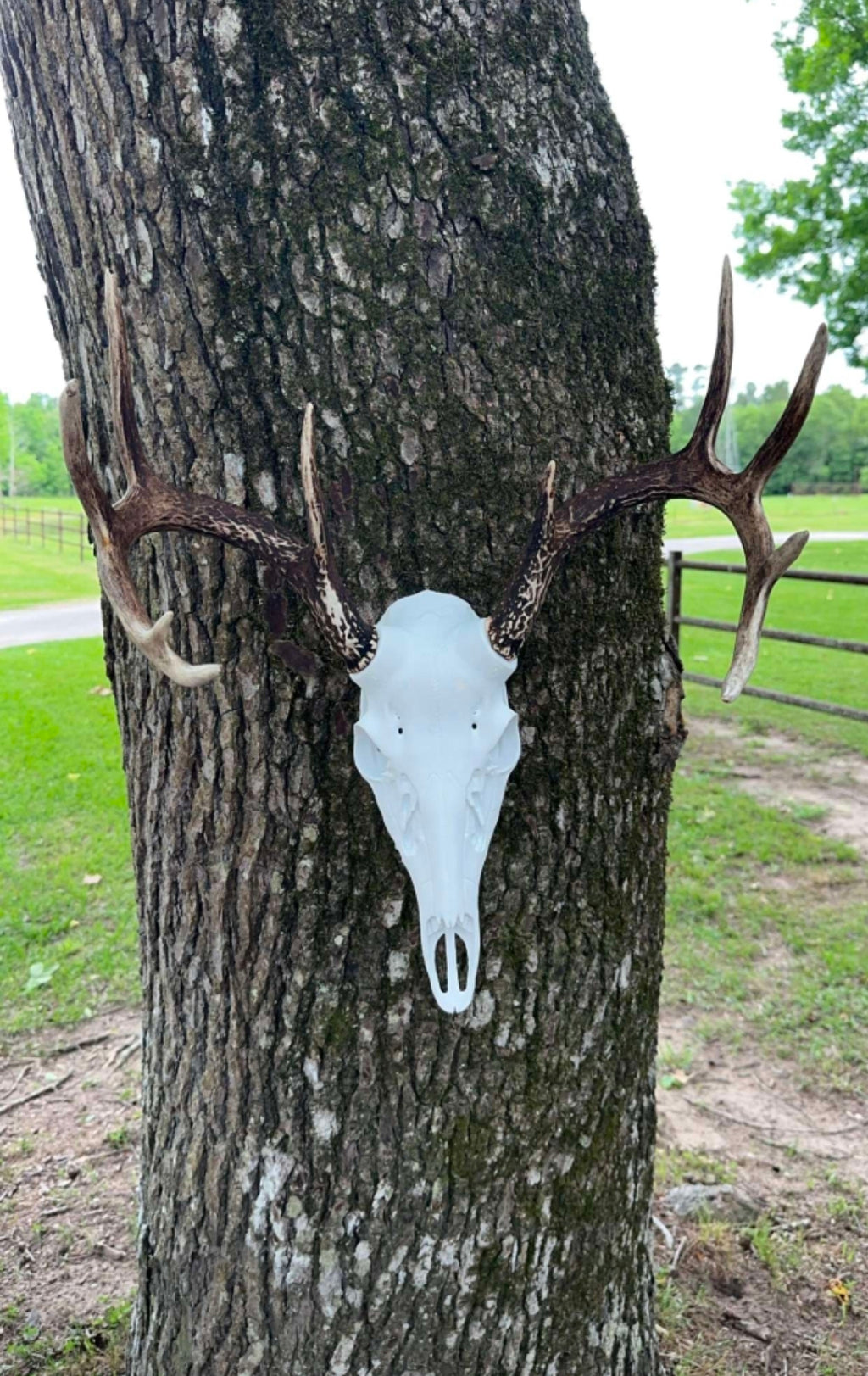 Whitetail Buck Euro Mount
