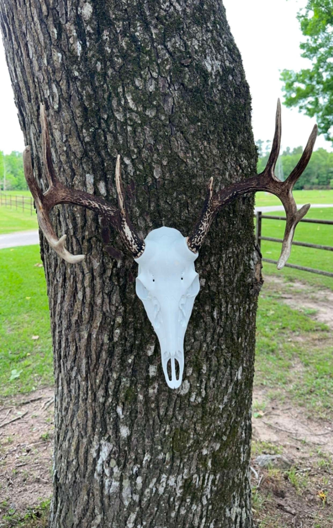Whitetail Buck Euro Mount