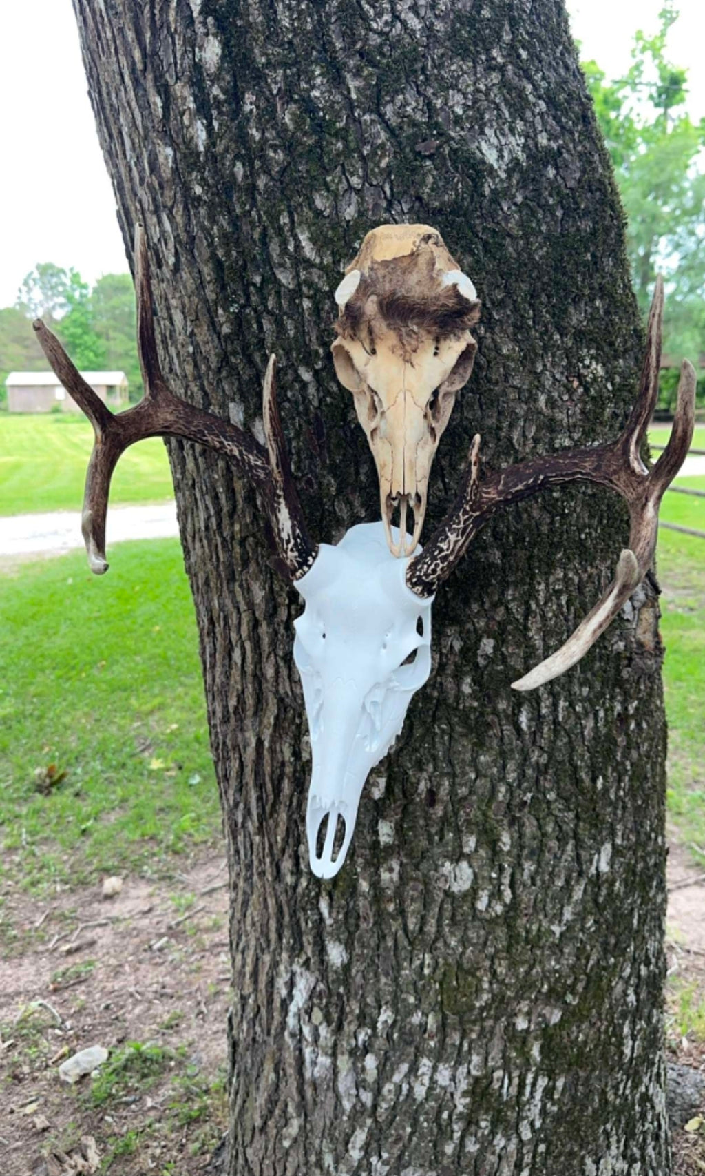 Whitetail Buck Euro Mount